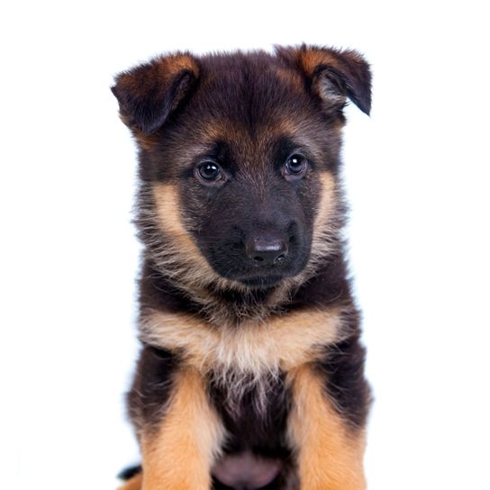 Dog,Mammal,Vertebrate,Dog breed,Canidae,Puppy,German shepherd dog,Carnivore,Snout,Rare breed (dog),