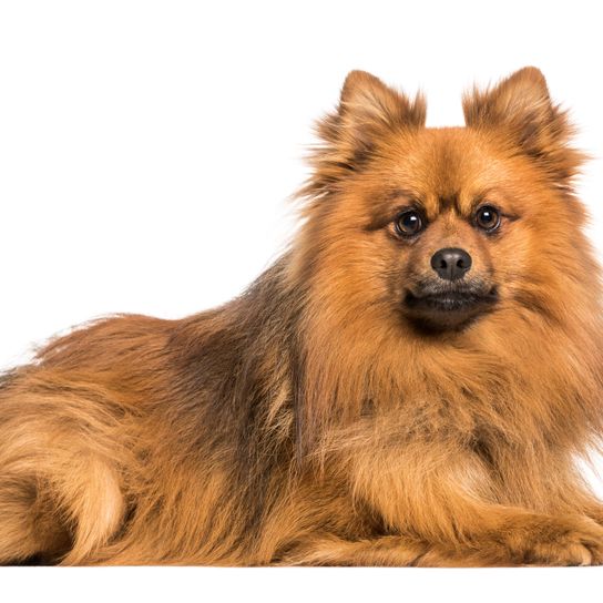 German Wolfsspitz red Dog,Mammal,Vertebrate,Dog breed,Canidae,German spitz,Pomeranian,Spitz,Carnivore,Companion dog,