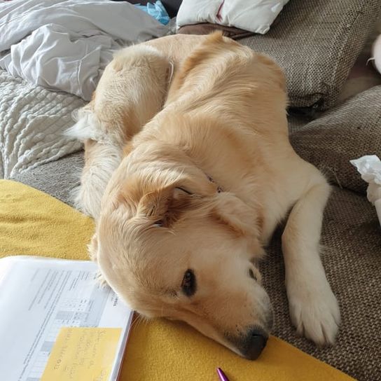 Golden Border Retriever © Iris Krämer Hund,Komfort,Fleischfresser,Hunderasse,Rehkitz,Arbeitstier,Begleithund,Holz,Tierbedarf,Kissen,