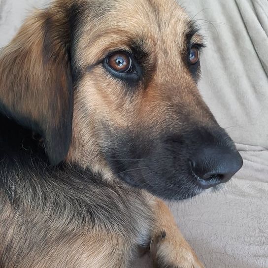 Golden Border Retriever © Iris Krämer Hund,Auge,Hunderasse,Fleischfresser,Schnurrhaare,Begleithund,Kitz,Ohr,Schnauze,Sportliche Gruppe,