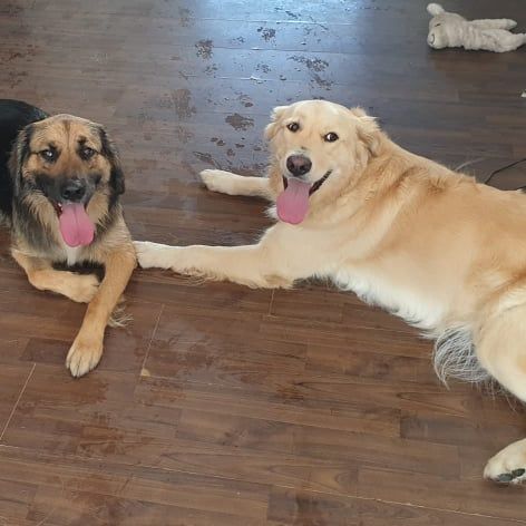 Golden Border Retriever © Iris Krämer Hund,Hunderasse,Fleischfresser,Boden,Begleithund,Rehbraun,Bodenbelag,Holz,Schnauze,Hartholz,