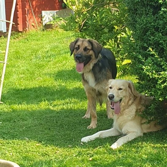 Golden Border Retriever © Iris Krämer Hund, Pflanze, Fleischfresser, Gras, Hunderasse, Baum, Kitz, Begleithund, Rasen, Garten,