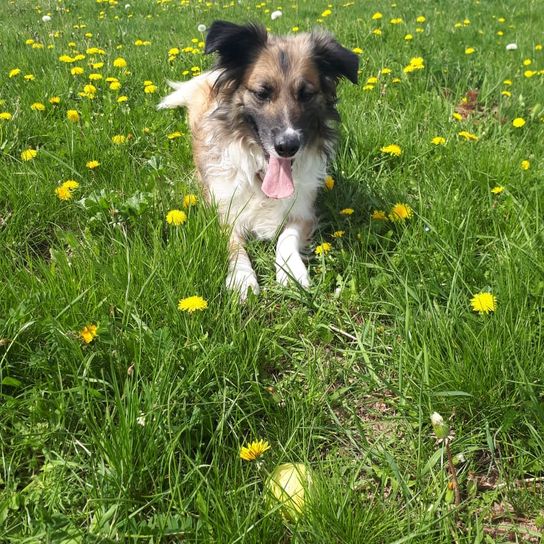Golden Border Retriever © Kathrin Zyngier Blume, Pflanze, Hund, Grün, Hunderasse, Himmel, Fleischfresser, Menschen in der Natur, Gras, Begleithund,