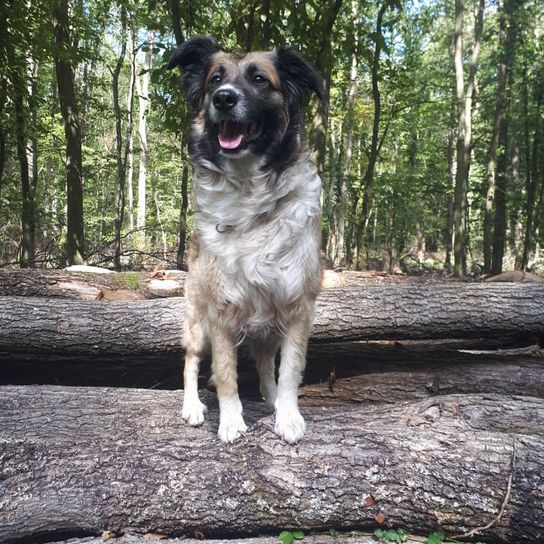 Hund,Pflanze,Baum,Fleischfresser,Hunderasse,Rehkitz,Begleithund,Schnauze,Holz,Arbeitstier,