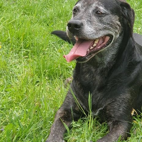 Hund,Hunderasse,Fleischfresser,Pflanze,Schnurrhaare,Gras,Begleithund,Halsband,Arbeitstier,Schnauze,