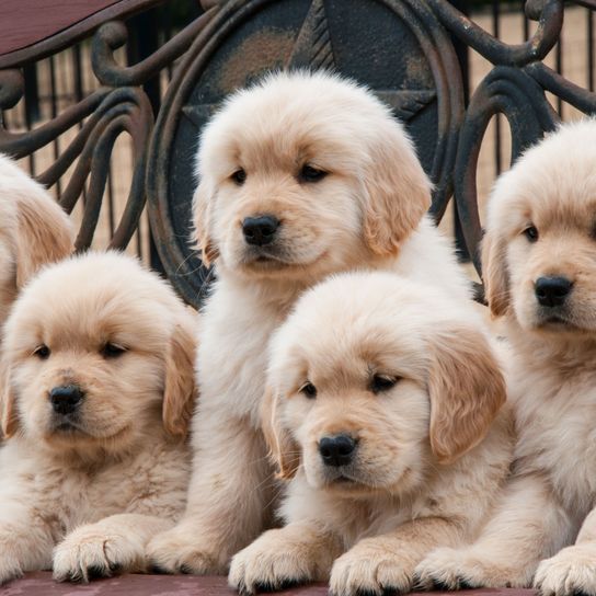 Golden Retriever Puppies Dog,Mammal,Vertebrate,Dog breed,Canidae,Carnivore,Golden retriever,Companion dog,Puppy,Sporting Group,