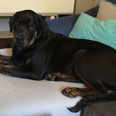 Golden Rottie Retriever © Jasmin Mayer Hund,Arbeitstier,Hunderasse,Komfort,Fleischfresser,Kitz,Begleithund,Leber,Schnauze,Couch,