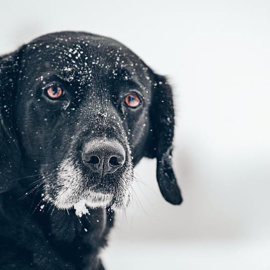 Golden Shorthair Pointer © Christin Maue Hund,Hunderasse,Fleischfresser,Arbeitstier,Schnurrhaare,Begleithund,Schnee,Jagdhund,Schnauze,Retriever,
