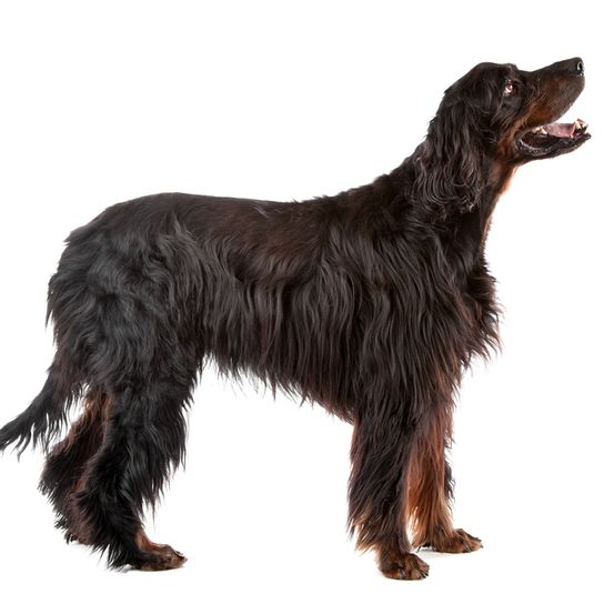 Gordon Setter black large dog breed that has long coat, black and brown Gordon Setter dog full grown