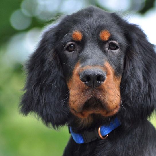 Gordon Setter puppy, black and brown dog with long ears and much fur, big dog breed