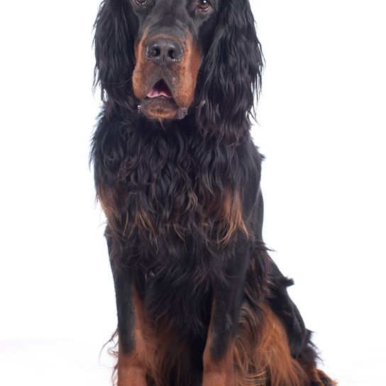Gordon Setter sits big dog breed sits, Gordon Setter looks amazed, black brown dog with long wavy coat
