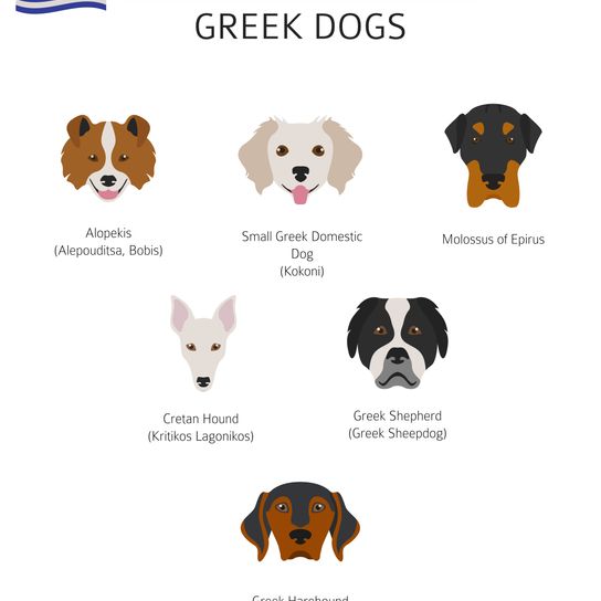 Greek dog breeds overview Greek dog breed, Sheepdogs from Greece, Primitive dog breed, Infographic