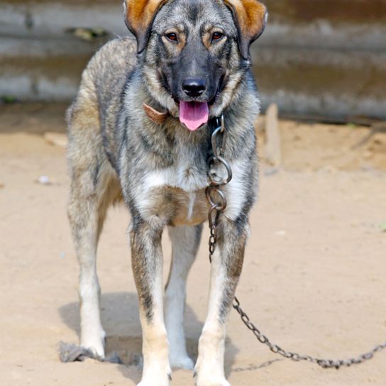 Greek shepherd dog brown white Ellenikós Poimenikós, Greek Shepherd Dog, tricolored dog breed, large dog breed from Greece
