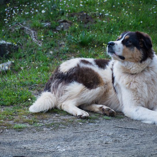 Greek shepherd dog lies Ellenikós Poimenikós, Greek Shepherd Dog, tricolored dog breed, large dog breed from Greece