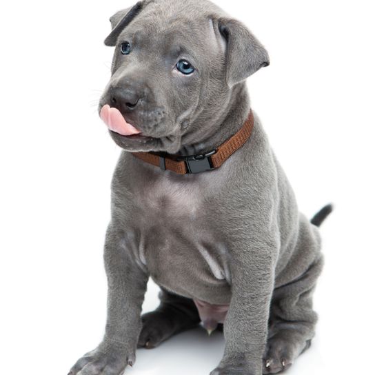 Dog,Mammal,Vertebrate,Dog breed,Canidae,Carnivore,American pit bull terrier,Snout,Puppy,Thai ridgeback,