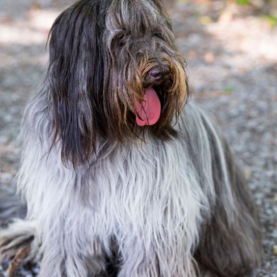 grey white Schapendoes from Holland