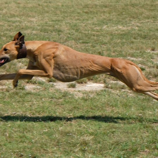 slim dog breed, greyhound jumps, fastest dog in the world, greyhound in brown, dog so thin you can see the ribs