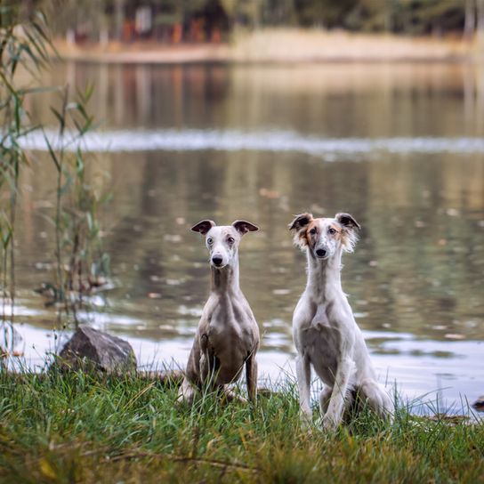 Two greyhounds sitting in front of a lake, longhaired Whippet Silken Windsprite dogs and a shorthaired Whippet greyhound