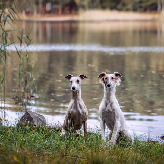 Greyhounds Greysprite Silken Two greyhounds sitting in front of a lake, longhaired Whippet Silken Windsprite dogs and a shorthaired Whippet greyhound