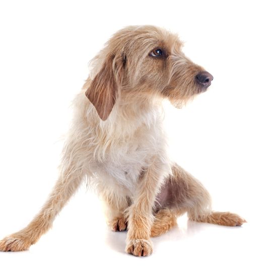 Griffon Fauve de Bretagne Young Dog Griffon Fauve de Bretagne dog breed, French dog breed, dog from France, rough coat, wire hair, hunting dog, family dog, red dog young dog