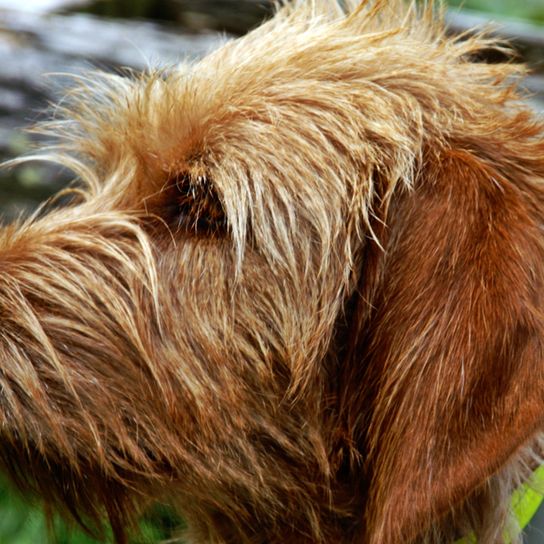 Griffon Fauve de Bretagne dog breed, French dog breed, dog from France, rough coat, wire hair, hunting dog, family dog, red dog