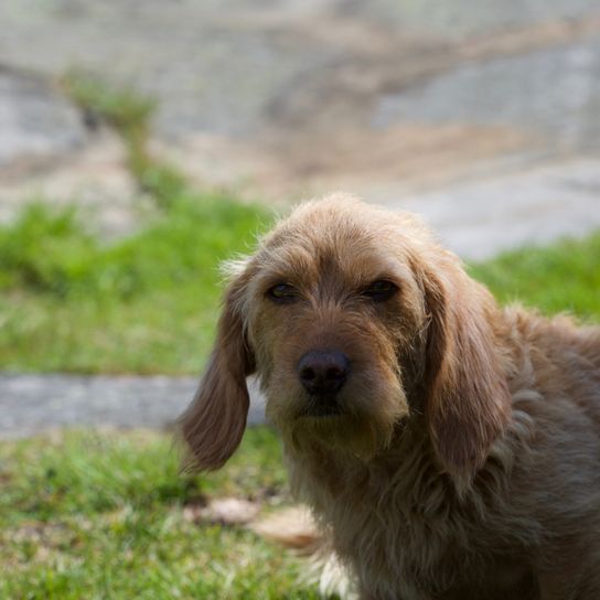 Griffon Fauve de Bretagne dog breed, French dog breed, dog from France, rough coat, wire hair, hunting dog, family dog, red dog young dog