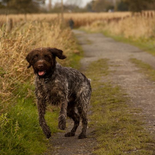 Griffon Korthals, Griffon d'arrêt à poil dur, rough haired Pointer, Dog similar to German Rough Hair, Large Dog Breed from France