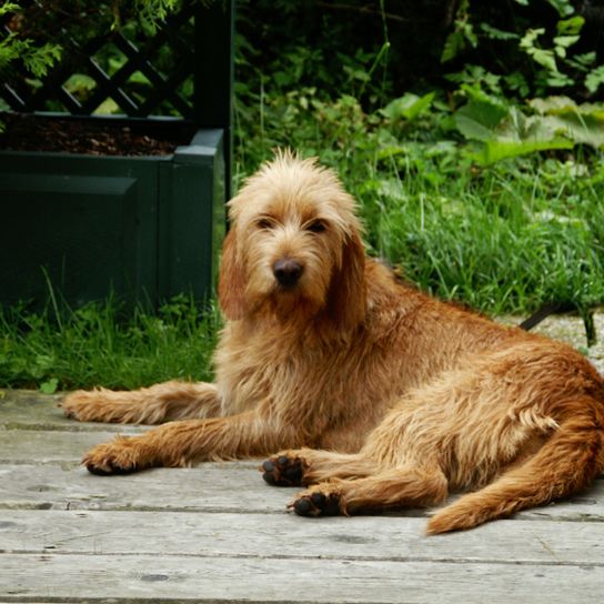 Griffon lies on the ground Griffon Fauve de Bretagne dog breed, French dog breed, dog from France, rough coat, wire hair, hunting dog, family dog, red dog young dog