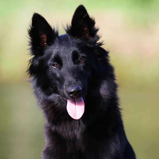 Groenendael portrait, belgian shepherd dog, black shepherd dog