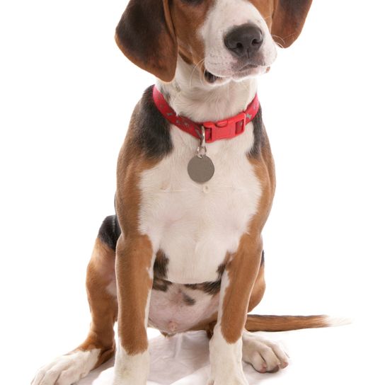 Hamiltonstövare puppy Hamiltonstövare puppy, Hamilton dog sitting on a white background, male puppy, dog similar to beagle, tri-coloured dog, hunting dog, dog from Sweden, Swedish breed, dog with floppy ears