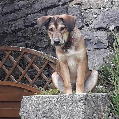 Hund,Hunderasse,Fleischfresser,Pflanze,Rehkitz,Begleithund,Schnauze,Sportliche Gruppe,Arbeitstier,Gras,