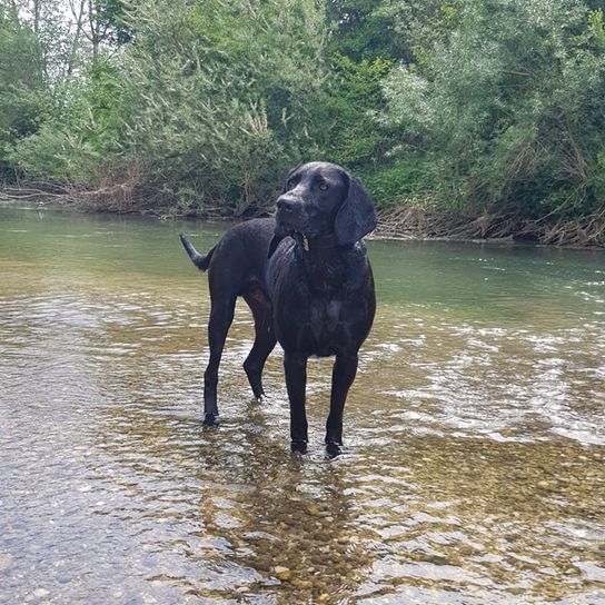 Wasser, Pflanze, Hund, Arbeitstier, Baum, Fleischfresser, Hunderasse, See, Rehkitz, Landtier,