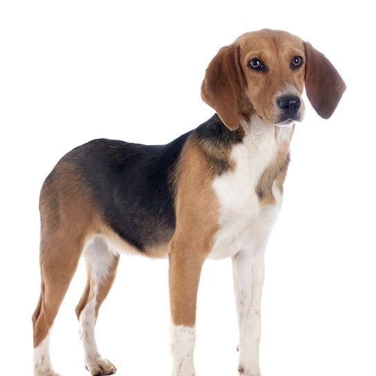 Harrier puppy stands Harrier Hound Dog stands, puppy of a Harrier, dog similar to Beagle but bigger