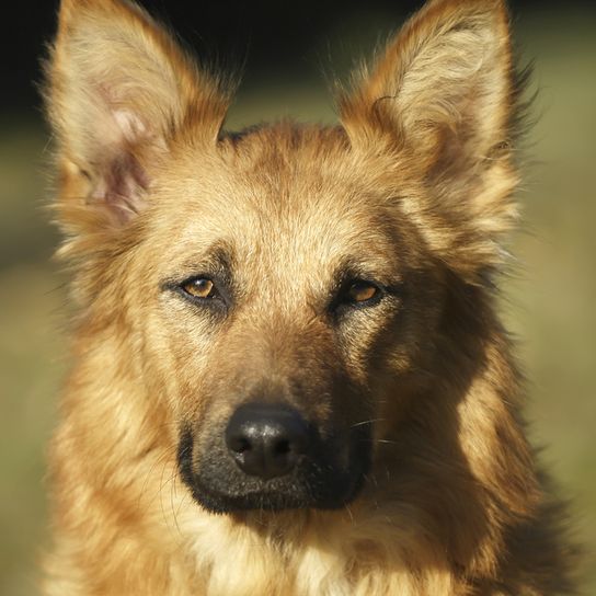 red dog breed with standing ears and long coat and dark muzzle, dog similar to belgian shepherd dog with long hair, Harzer Fuchs is not a recognized breed by FCI, dog similar to fox