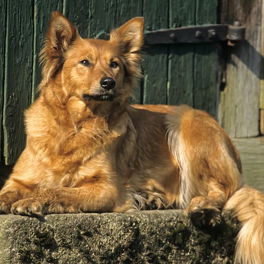 Harzer Fuchs lies in the sun, dog that is brown and has standing ears, dog similar to pedigree dog, not recognized dog breed, old breed, dog similar to fox
