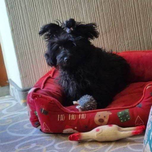 Havamalt Dog,dog supplies,carnivore,dog breed,pet supplies,comfort,companion dog,muzzle,toy dog,working dog,
