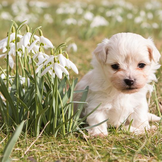 Havanese white puppy Dog,Mammal,Vertebrate,Canidae,Dog breed,Maltepoo,Puppy,Maltese,Carnivore,Havanese,