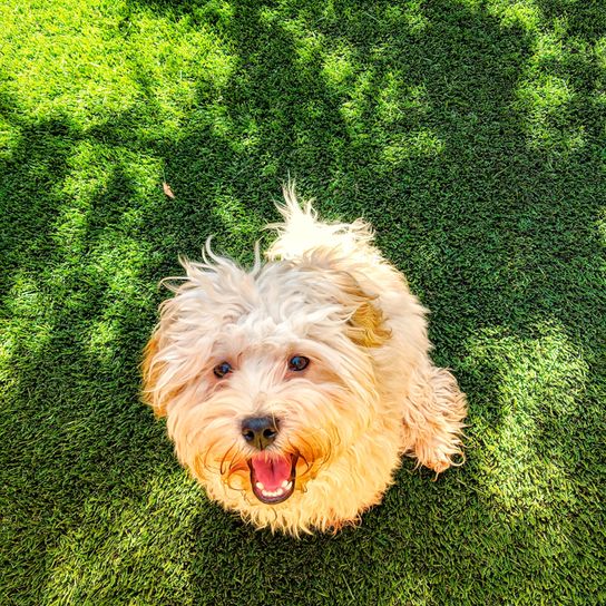 Havapoo with white fur and curls, curly dog suitable for allergy sufferers