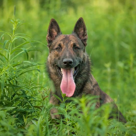 Hollandse herdershond Dutch Shepherd Dog brindle, black tabby dog with prick ears, large dog breed from Netherlands, Dutch Shepherd Dog, Shepherd Dog from Netherlands, Hollandse Herder, Hollandse Herdershond, Dutch Shepherd