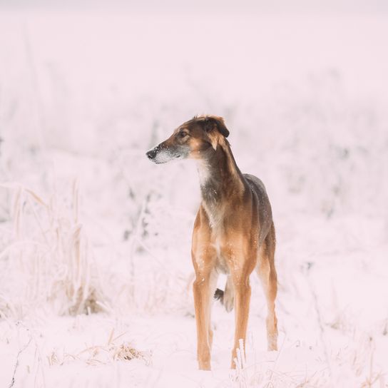 Horty dog Chrotaj breed description, short haired greyhound, giant dog breed, greyhound breed from Russia, Russian dog breed, Chortaja Borzaja, Hortaya Borzaya, Hort, Horty, brown dog with tilt ears in the snow