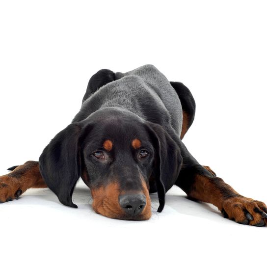 Hungarian dog lies erdelyi-kopo, hungarian dog breed, dog from Hungary, big brown black dog similar to Doberman, Transylvanian dog