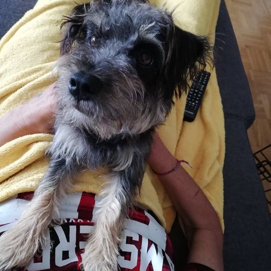 Hunting Bolonka © Michaela Schiff Hund,Fleischfresser,Hunderasse,Standardschnauzer,Kerry Blue Terrier,Begleithund,Arbeitstier,Hundezubehör,Spielzeughund,Schnauze,
