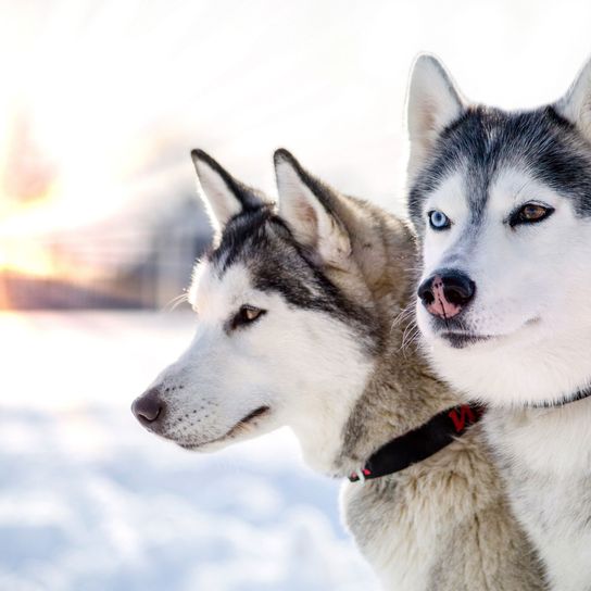 Siberian husky,Mammal,Dog,Vertebrate,Canidae,Sakhalin husky,Sled dog,Northern inuit dog,Alaskan malamute,Carnivore,