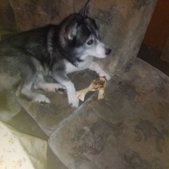 Husky Border Collie Mongrel Dog,Dog breed,Carnivore,Sled dog,Companion dog,Sporting group,Siberian Husky,Comfort,Flooring,Fur,
