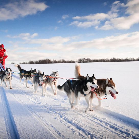 Mushing,Dog sled,Sled dog racing,Dog,Mammal,Sled dog,Canidae,Greenland dog,Northern inuit dog,Vehicle,