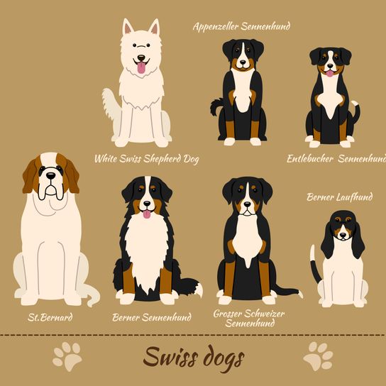 Hunting dog from Switzerland, Swiss hound variety, Bernese hound brown white, dog with long floppy ears, pack dog, dog similar to Billy, dog similar to Porcelaine, dog breed from Switzerland, slender dog breed medium size, all dog breeds from Switzerland, infographic