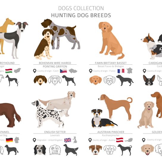 Infographic of all breeds of dogs for hunting Griffon Fauve de Bretagne dog breed, French dog breed, dog from France, rough coat, wire hair, hunting dog, family dog, red dog, hunting dog breeds from all over Europe, dog breeds infographic, What hunting dogs are there?