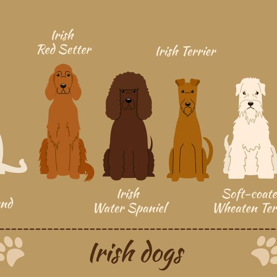 inforgraphics_irish_dogs Irish Water Spaniel, Irish dog breeds, information about all dogs from Ireland, Irish water dog with curls all over the head except on the muzzle, big brown dog with curls, curly coat, dog that is good for retrieving work, guard dog, family dog, companion dog, hunting dog from Ireland, Irish dog breed, funny dog