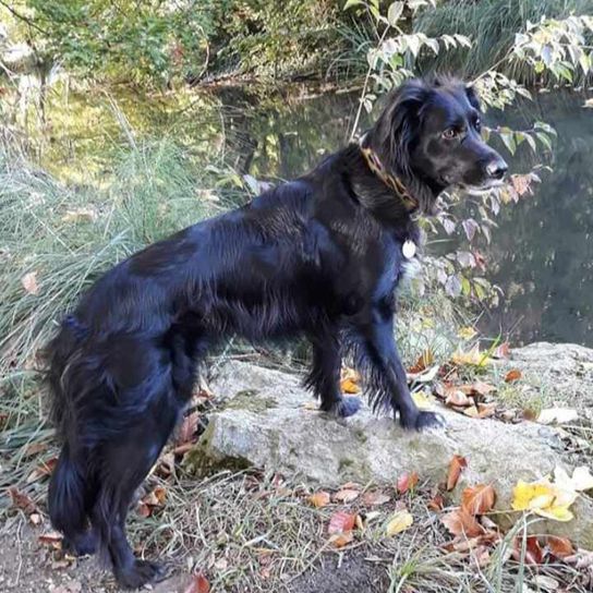 Irish Setter Border Mix Dog,Dog breed,Carnivore,Companion dog,Plant,Snout,Canidae,Working animal,Sporting group,Tail,
