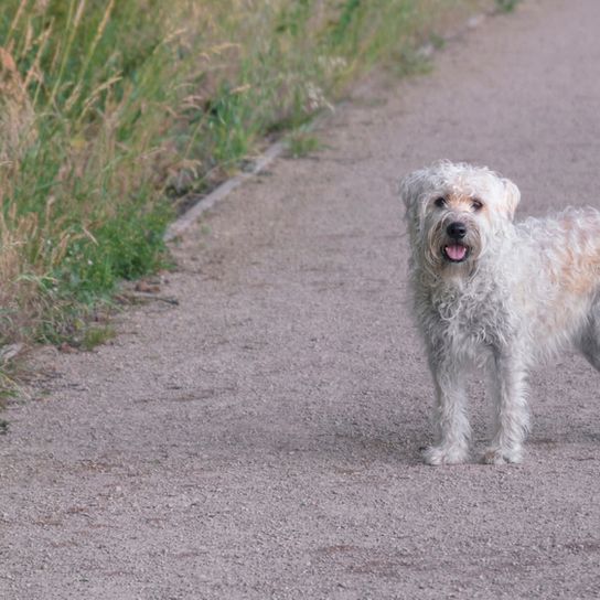 Irish Soft Coated dog on a road next to a meadow